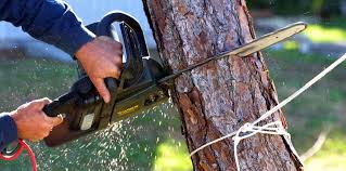 Best Tree and Shrub Care  in Highland Springs, VA