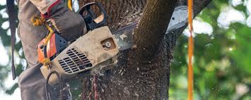 Best Commercial Tree Services  in Highland Springs, VA
