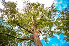  Highland Springs, VA Tree Services Pros
