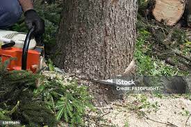 Best Tree Removal  in Highland Springs, VA