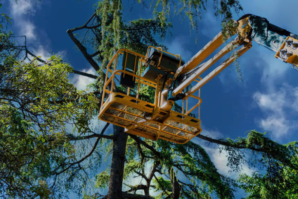 Best Root Management and Removal  in Highland Springs, VA