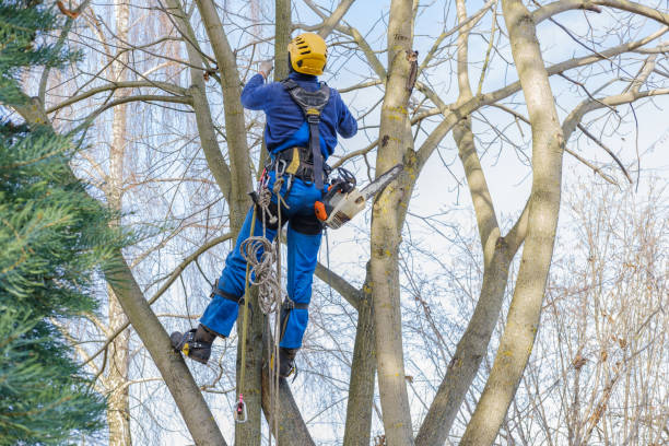 Best Lawn Pest Prevention  in Highland Springs, VA