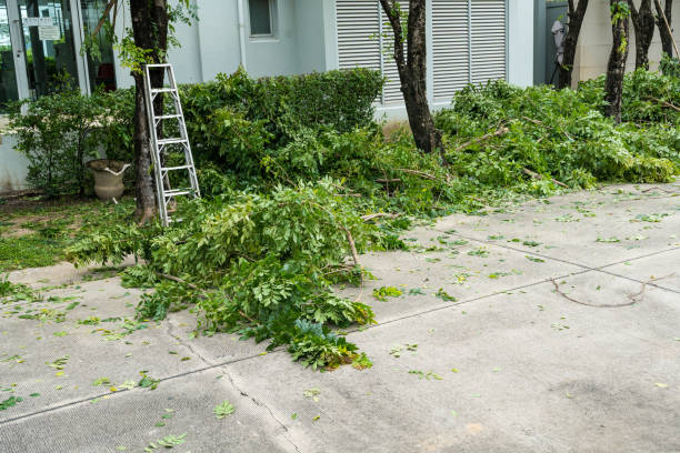 How Our Tree Care Process Works  in  Highland Springs, VA
