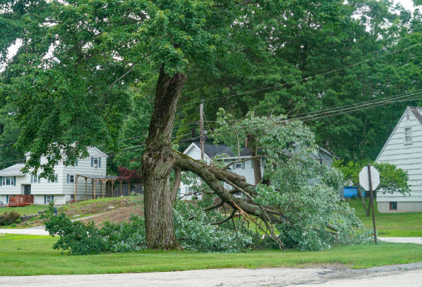 Best Tree Preservation Services  in Highland Springs, VA