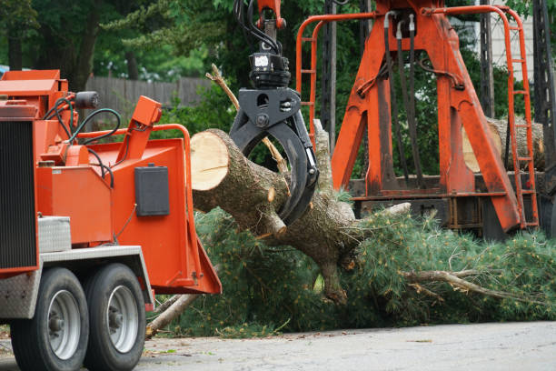Tree and Shrub Care in Highland Springs, VA
