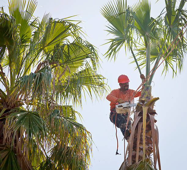 Best Tree Health Inspection  in Highland Springs, VA