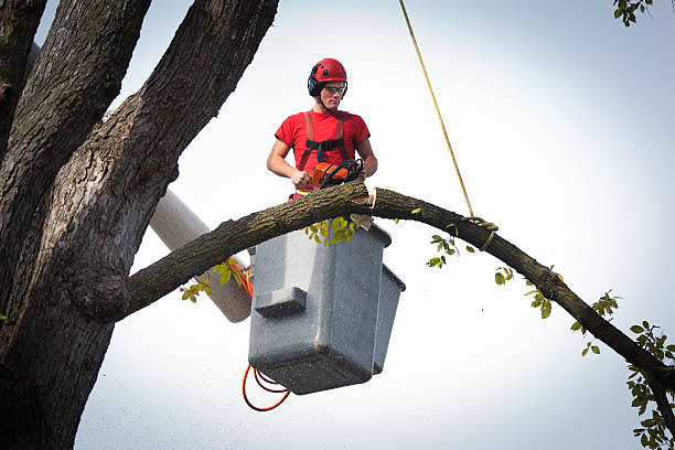 Reliable Highland Springs, VA Tree Services Solutions