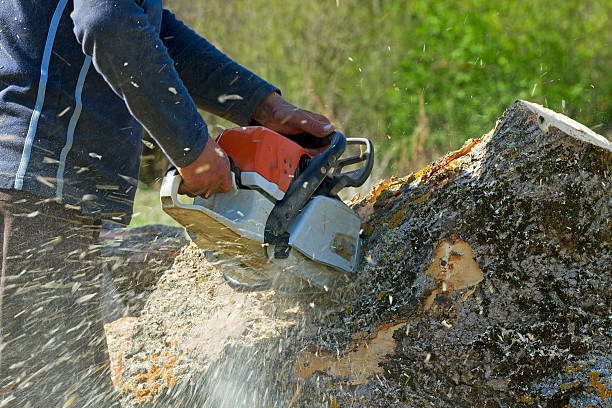 Best Tree Disease Treatment  in Highland Springs, VA