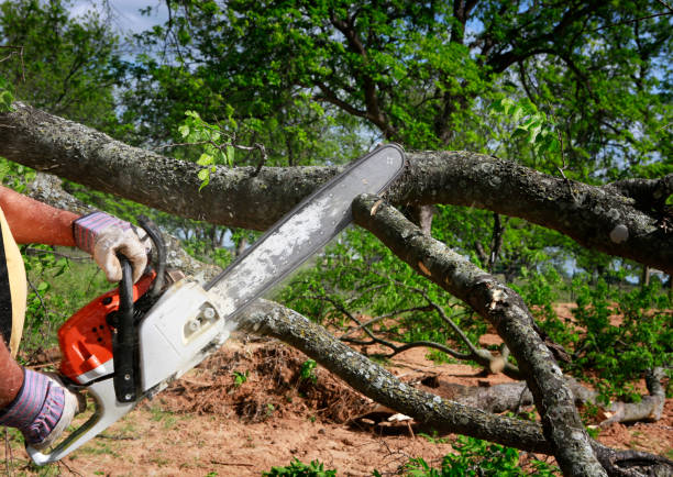 Best Lawn Renovation and Restoration  in Highland Springs, VA